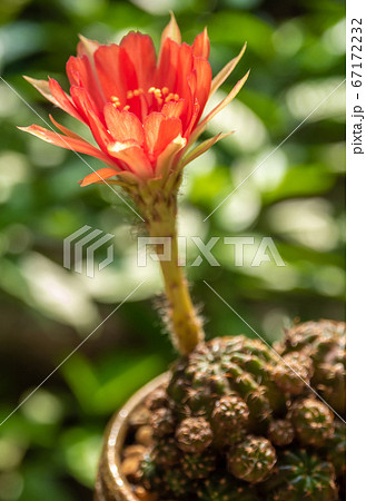 Red color delicate petal with fluffy hairy of  Echinopsis Cactus flower 67172232