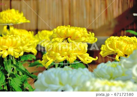 日本の秋を代表する花菊 67172580