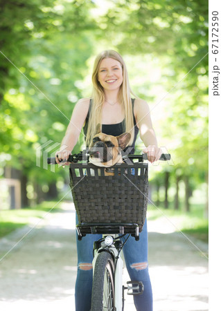 French bulldog dog enjoying riding in bycicle basket in city park French bulldog dog enjoying riding in bycicle basket in city park 67172590