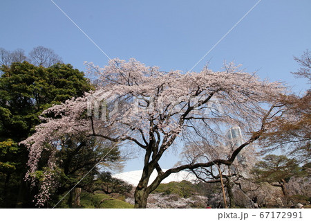 満開の桜 満開の桜 67172991
