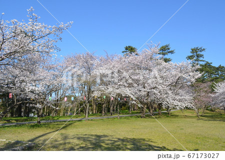 輪島市一本松公園の桜 輪島市一本松公園の桜 67173027