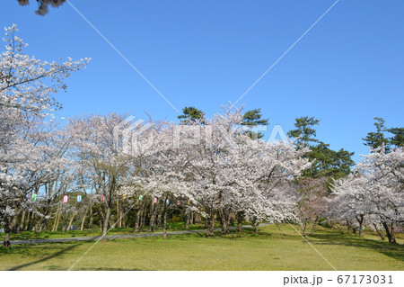 輪島市一本松公園の桜 67173031