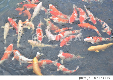 錦鯉 池 錦鯉 池 67173115