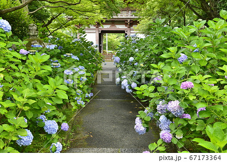 大阪府 池田市 久安寺の紫陽花の写真素材