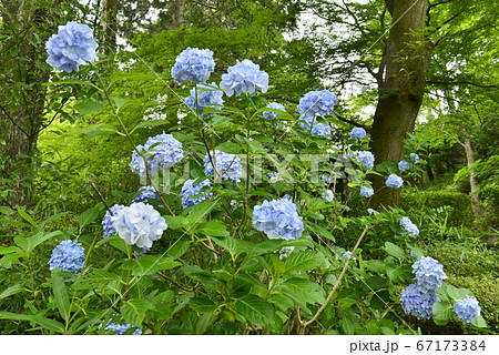 大阪府 池田市 久安寺の紫陽花の写真素材