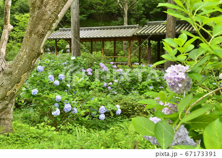 大阪府 池田市 久安寺の紫陽花の写真素材