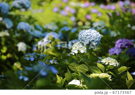 花びら 夏 屋外 67173567