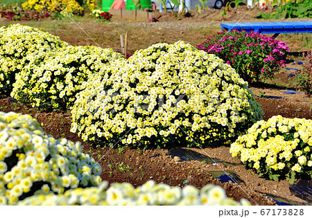 日本の秋を代表する花 菊 ザル菊の写真素材