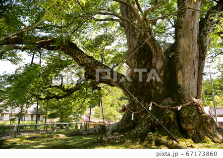大阪府野間の大ケヤキ 大阪府野間の大ケヤキ 67173860