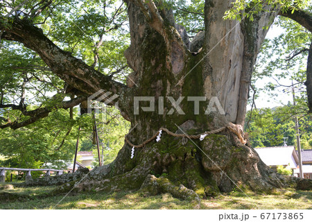 大阪府野間の大ケヤキ 大阪府野間の大ケヤキ 67173865