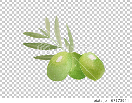 Olive 67173944