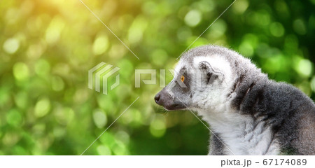Horizontal banner with Ringtailed lemur 67174089