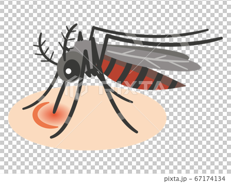 蚊子吸血的插圖 67174134