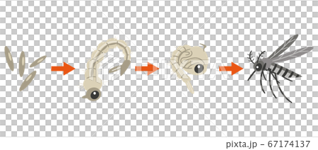 蚊子生活圖 67174137