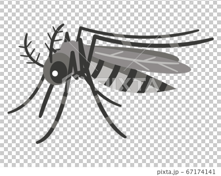 Mosquito illustration 67174141