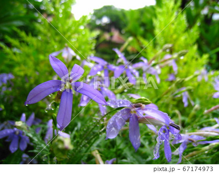 雨に濡れたイソトマ 67174973