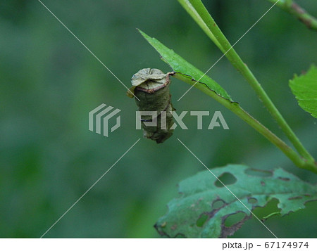 オトシブミの揺籃 67174974