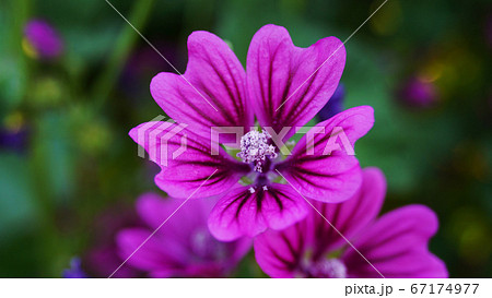 ゼニアオイの花 67174977