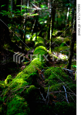 苔の森:白駒池 苔の森:白駒池 67174990