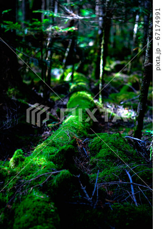 苔の森:白駒池 苔の森:白駒池 67174991