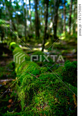 苔の森:白駒池 苔の森:白駒池 67175004