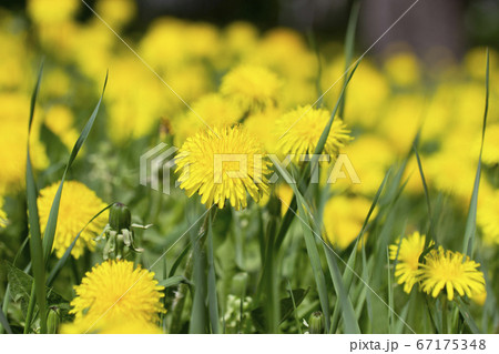 Blossoming bright yellow dandelionsin the park in spring. Dandelion flowers close up. 67175348