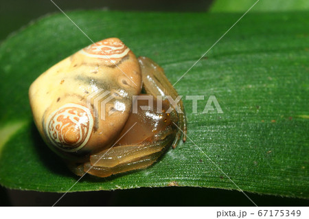 オオトリノフンダマシ(メス) オオトリノフンダマシ(メス) 67175349