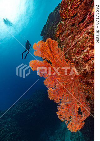 a diver with red sea fan coral in the ocean a diver with red sea fan coral in the ocean 67175592