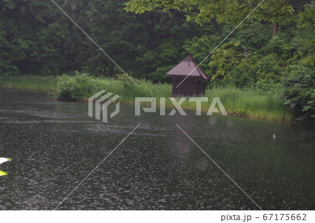 二千年蓮 67175662