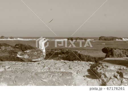 絶景　世界遺産港町と水鳥 67176261