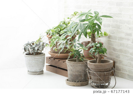 観葉植物　インテリア 67177143