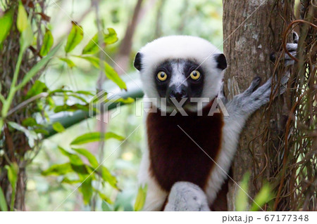 The portrait of a Sifaka lemur in the rainforest 67177348