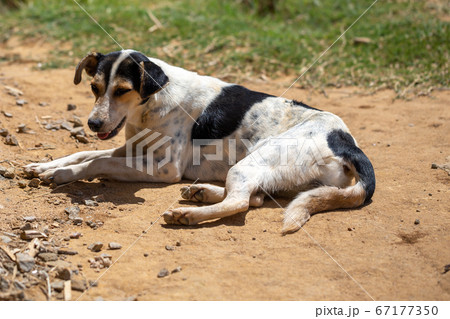 A street dog on the island of Madagascar 67177350