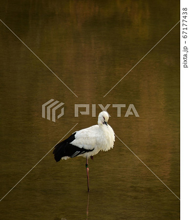 池の真ん中で片足立ちで眠るコウノトリの写真素材