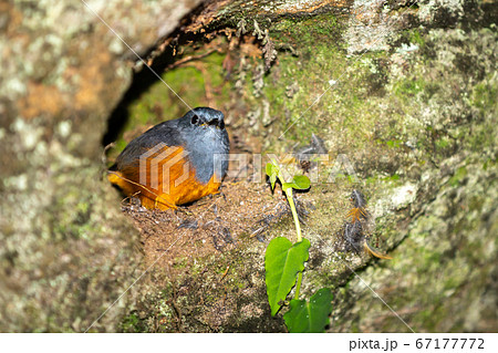 A small colorful native bird on a tree in A small colorful native bird on a tree in 67177772