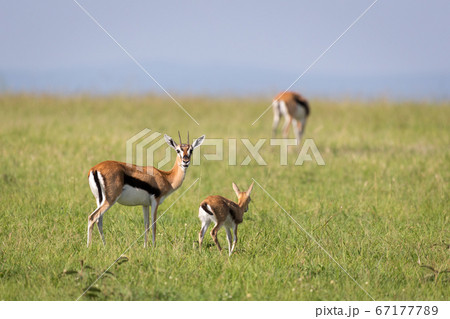 A family of Thomson gazelles in the savannah of 67177789