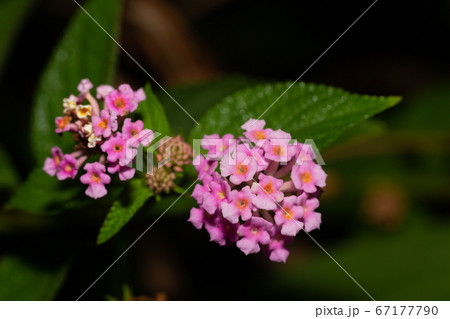 Exotic flowers of the island of Madagascar 67177790