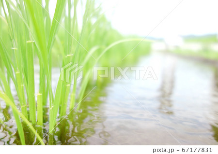 田植え 水田 田植え 水田 67177831
