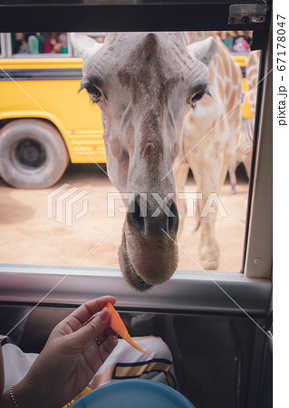 Feed giraffe hand through open car window Feed giraffe hand through open car window 67178047