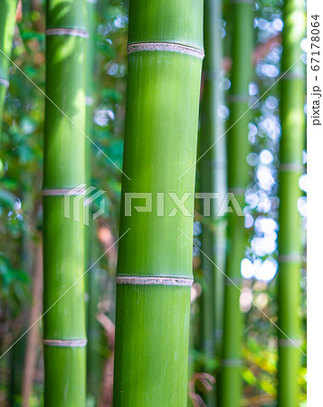 青竹 67178064
