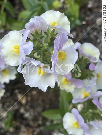 バニラの香りがする香りも姿も美しい花の写真素材