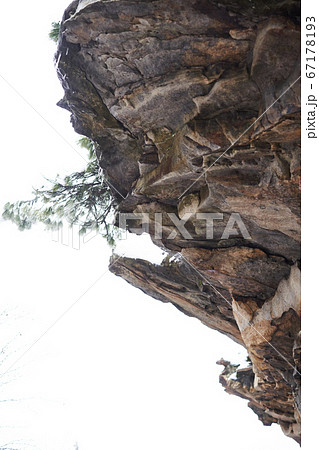 Tree grows on a rock. Nature background 67178193