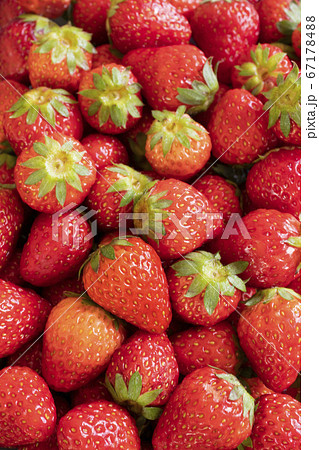 新鮮な大量のイチゴ【背景素材】 67178488
