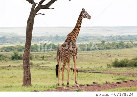 A Maasai giraffe stands under a tree A Maasai giraffe stands under a tree 67178524
