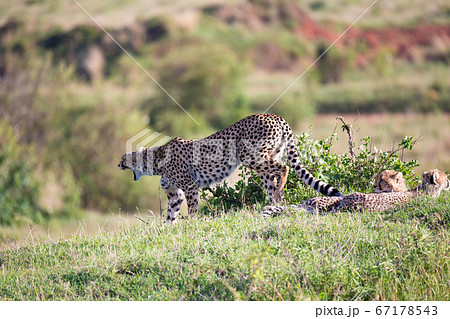 A cheetah mother with two children in the Kenyan 67178543