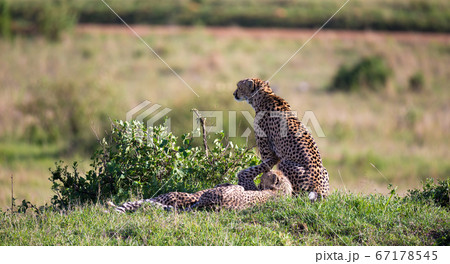 A cheetah mother with two children in the Kenyan 67178545