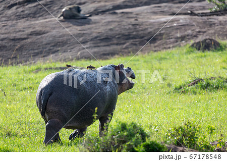 A hippopotamus runs on a grass meadow 67178548