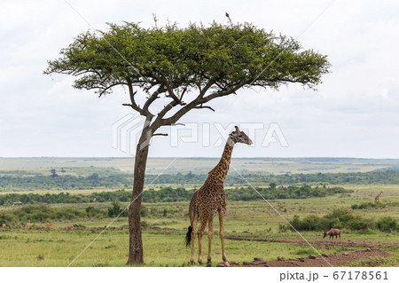 A Maasai giraffe stands under a tree 67178561