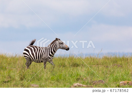 A zebra is browsing on a meadow in the grass A zebra is browsing on a meadow in the grass 67178562