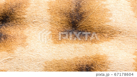 The fur of a giraffe in close-up The fur of a giraffe in close-up 67178604